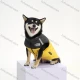 Wholesale Dog Clothes For Autumn & Winter Warmth Thickened Pet Cotton-padded Clothes Yellow Clothing Wholesale Market Liuhua